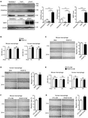 Frontiers | Platelet-Derived Growth Factor-D Activates Complement 